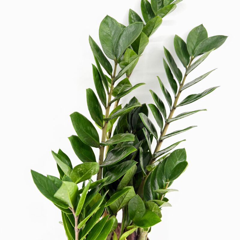 Zamioculcas Zamiifolia Emerald Palm ZZ Plant Zamioculcas zamiifolia Emerald Palm ZZ Plant with glossy green leaves, easy care air purifying houseplant suitable for low light indoor spaces