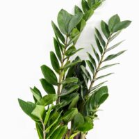 Zamioculcas zamiifolia Emerald Palm ZZ Plant with glossy green leaves, easy care air purifying houseplant suitable for low light indoor spaces