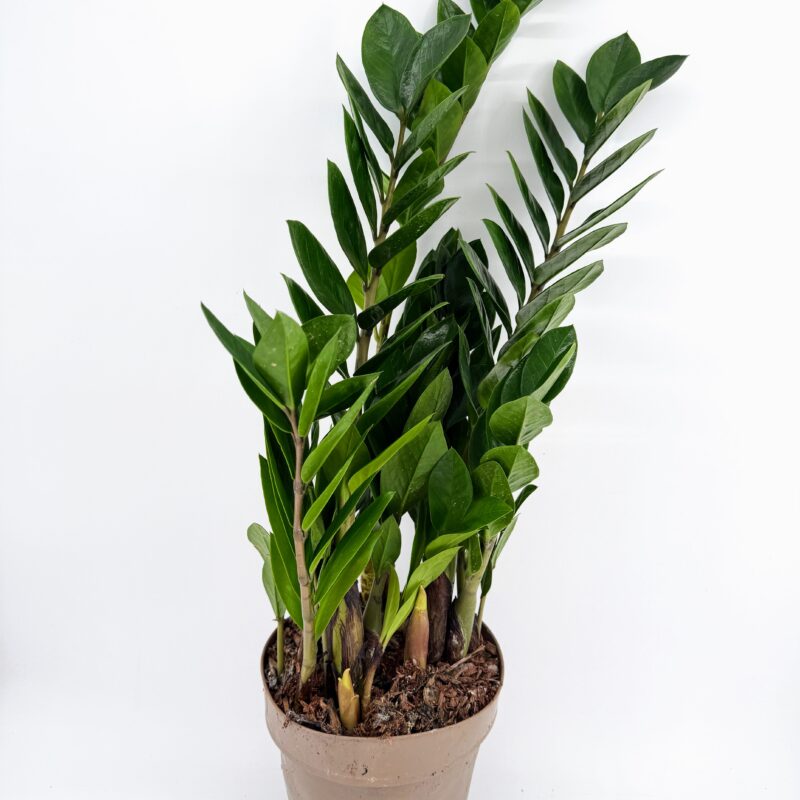Zamioculcas Zamiifolia Emerald Palm ZZ Plant Zamioculcas zamiifolia Emerald Palm ZZ Plant with glossy green leaves, easy care air purifying houseplant suitable for low light indoor spaces