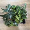 mixed rescue houseplants bundle showing variety of indoor plants in mystery bag