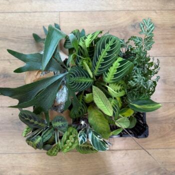 mixed rescue houseplants bundle showing variety of indoor plants in mystery bag