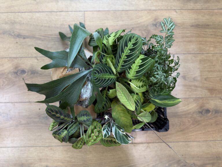 mixed rescue houseplants bundle showing variety of indoor plants in mystery bag