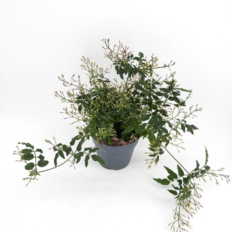 Jasminum Polyanthum Flowered Jasmine Jasminum Polyanthum Flowered Jasmine