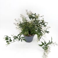 Jasminum Polyanthum Flowered Jasmine