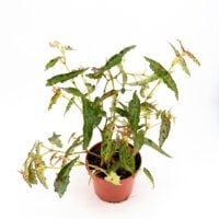 Begonia amphioxus rare red spotted begonia plant with narrow green leaves and crimson spots ideal for terrariums
