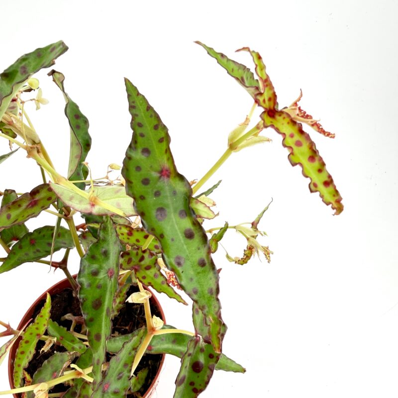 Begonia Amphioxus Rare Red Spotted Begonia Terrarium Plant Rare Begonia amphioxus with striking red spotted leaves. A unique terrarium plant loved by collectors. Available online and in store at Highland Moss.