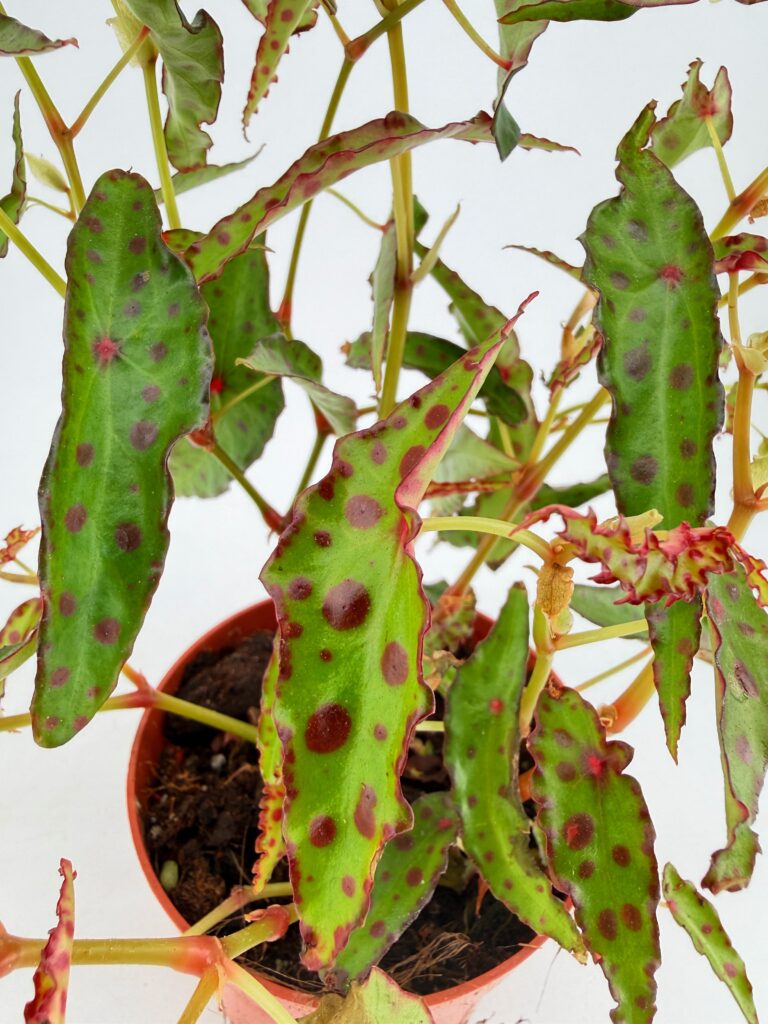 Begonia amphioxus is a rare spotted begonia perfect for terrariums and humid homes. A beautiful collector plant available from Highland Moss.
