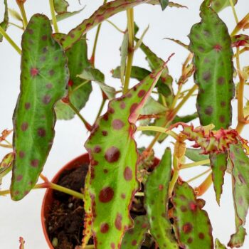 Begonia amphioxus is a rare spotted begonia perfect for terrariums and humid homes. A beautiful collector plant available from Highland Moss.