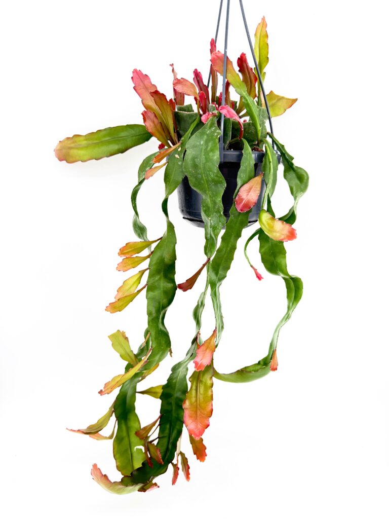 Epiphyllum Leon Herrick trailing jungle cactus in hanging pot with long cascading stems and red-tinted new growth
