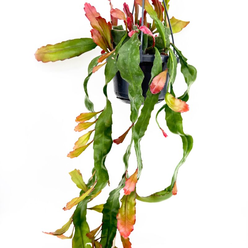 Epiphyllum Leon Herrick trailing jungle cactus in hanging pot with long cascading stems and red-tinted new growth