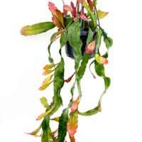 Epiphyllum Leon Herrick trailing jungle cactus in hanging pot with long cascading stems and red-tinted new growth
