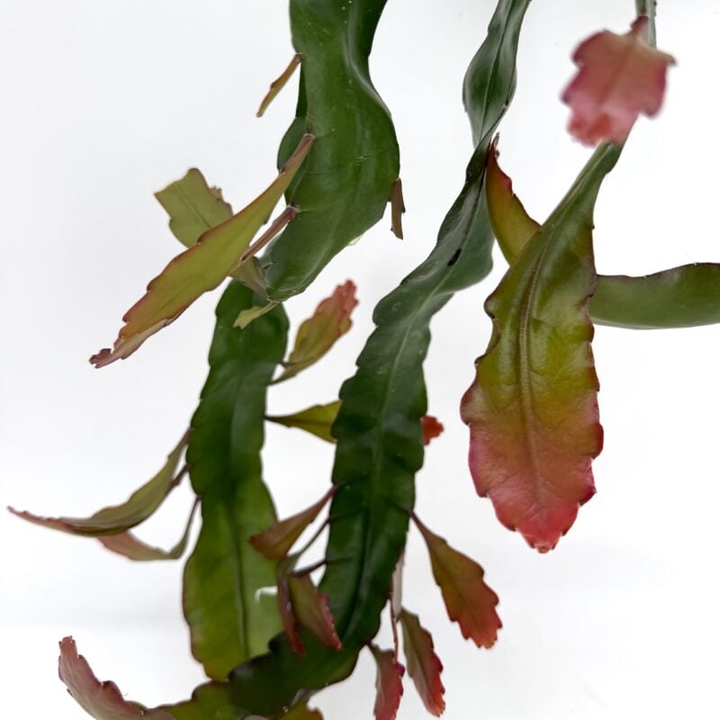 Epiphyllum Leon Herrick - Trailing Jungle Cactus Houseplant Epiphyllum Leon Herrick trailing houseplant in hanging basket with cascading stems and colourful new growth