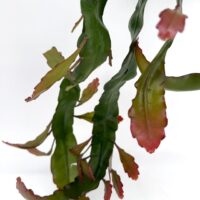 Epiphyllum Leon Herrick trailing houseplant in hanging basket with cascading stems and colourful new growth
