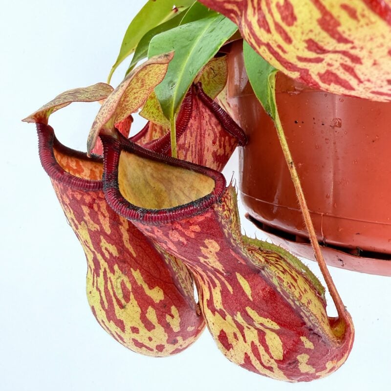 Nepenthes Gaya Pitcher Plant – Easy Carnivorous Houseplant close up nepenthes gaya pitcher traps red speckled carnivorous plant detail