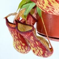 close up nepenthes gaya pitcher traps red speckled carnivorous plant detail