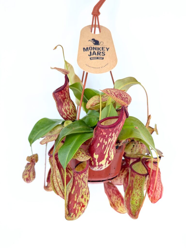 nepenthes gaya monkey jar plant hanging pot indoor carnivorous houseplant