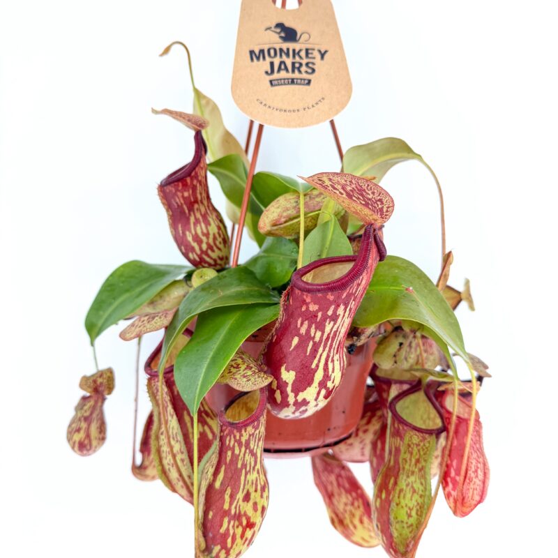 nepenthes gaya monkey jar plant hanging pot indoor carnivorous houseplant