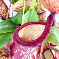 macro nepenthes gaya pitcher rim detail red lip carnivorous plant trap