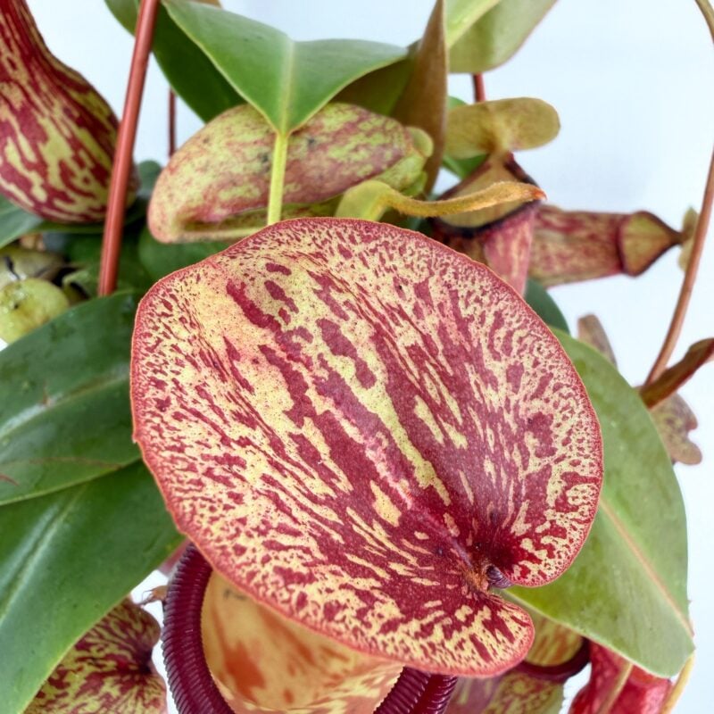 Nepenthes Gaya Pitcher Plant – Easy Carnivorous Houseplant close up nepenthes gaya lid and pitcher opening insect trapping plant