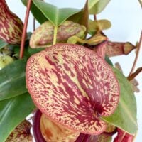close up nepenthes gaya lid and pitcher opening insect trapping plant