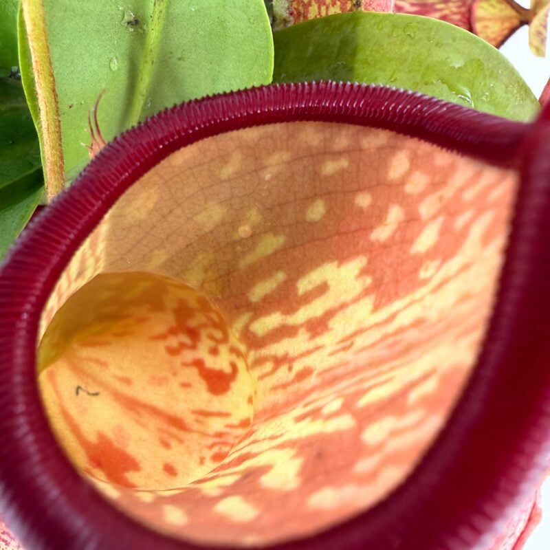 Nepenthes Gaya Pitcher Plant – Easy Carnivorous Houseplant inside nepenthes gaya pitcher showing interior trap surface carnivorous plant detail