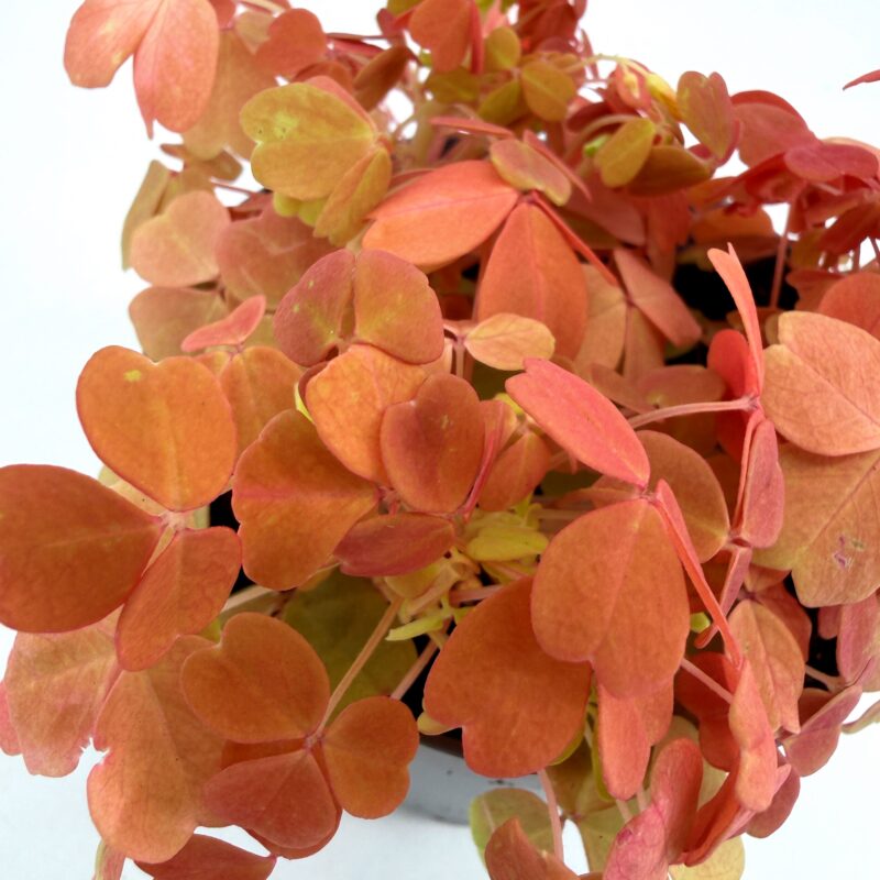 Oxalis vulcanicola ‘Gold’ Shamrock Plant Close-up of Oxalis ‘Gold’ showing golden-orange shamrock leaves with soft texture and compact growth habit