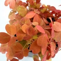 Close-up of Oxalis ‘Gold’ showing golden-orange shamrock leaves with soft texture and compact growth habit