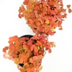 Oxalis vulcanicola ‘Gold’ Shamrock Plant