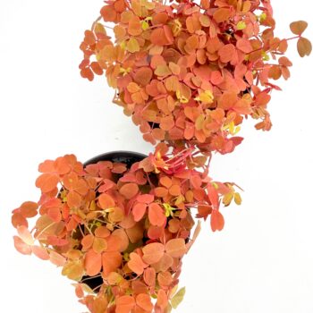 Oxalis vulcanicola ‘Gold’ shamrock plant displaying dense golden foliage and compact indoor houseplant growth