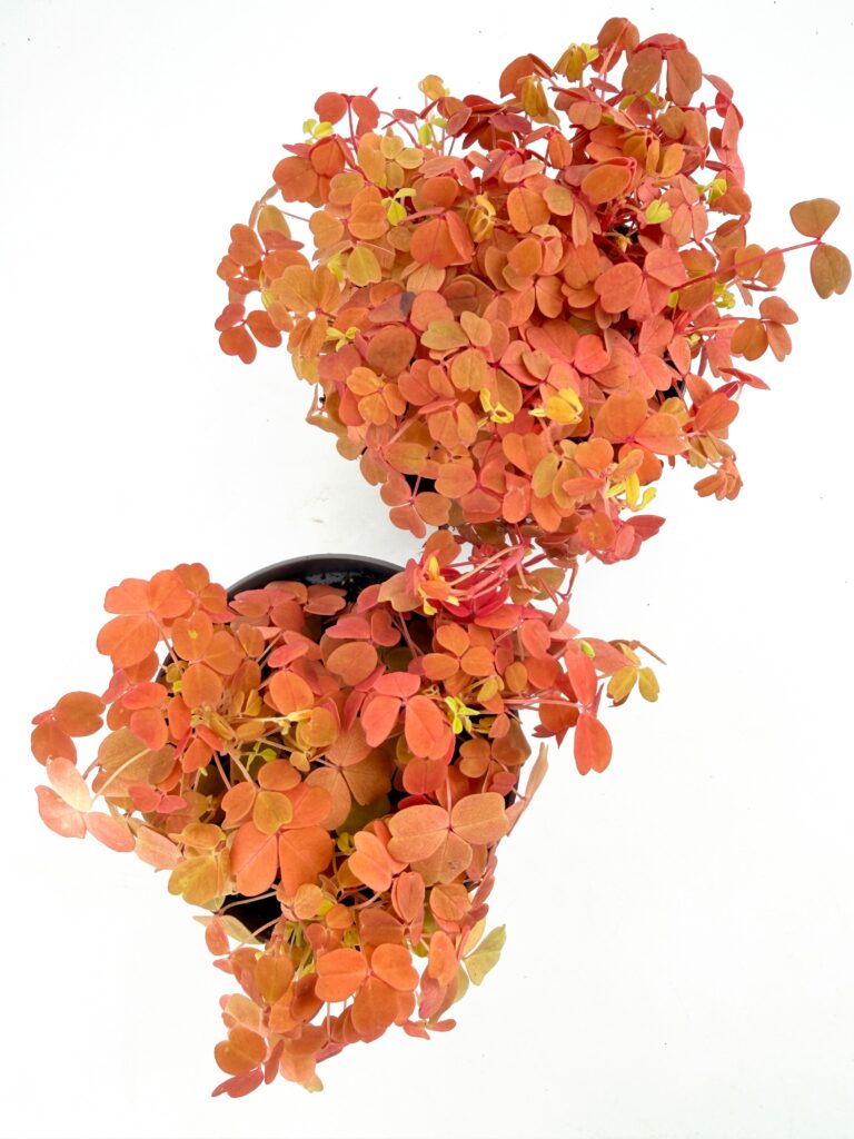 Oxalis vulcanicola ‘Gold’ shamrock plant displaying dense golden foliage and compact indoor houseplant growth