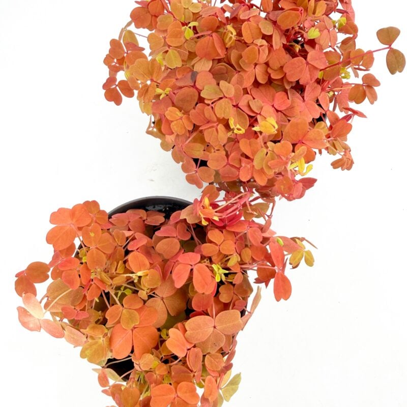 Oxalis vulcanicola ‘Gold’ shamrock plant displaying dense golden foliage and compact indoor houseplant growth