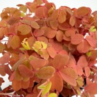 Oxalis ‘Gold’ with vibrant golden leaves and fresh yellow-green new growth emerging from centre