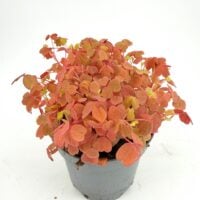 Oxalis vulcanicola ‘Gold’ indoor shamrock plant with warm golden foliage ideal for shelves and desks