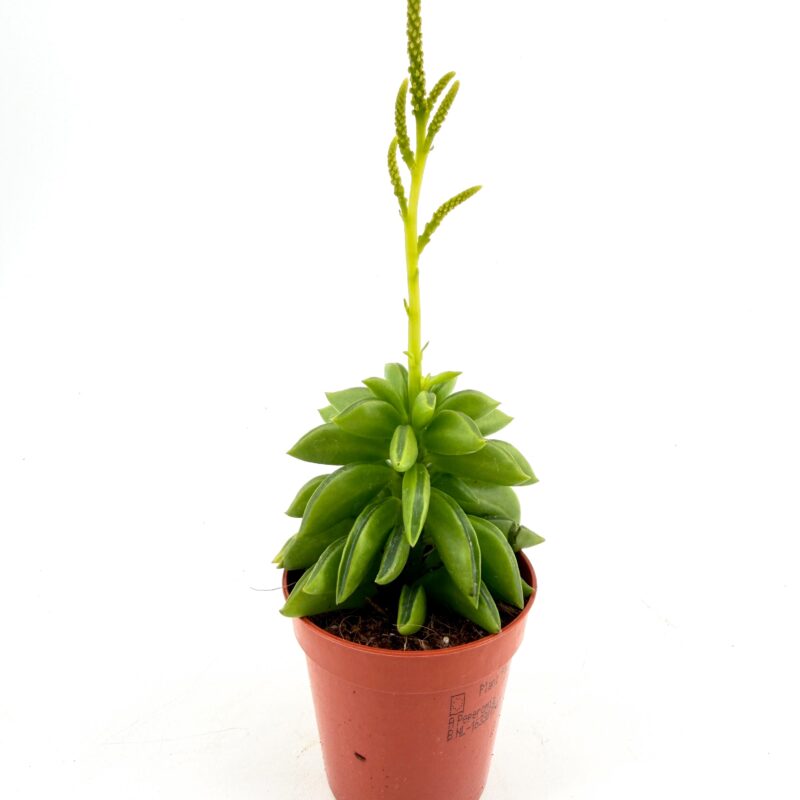 Peperomia axillaris Taco Plant Peperomia axillaris Taco Plant in nursery pot with upright compact growth and unique folded green leaves