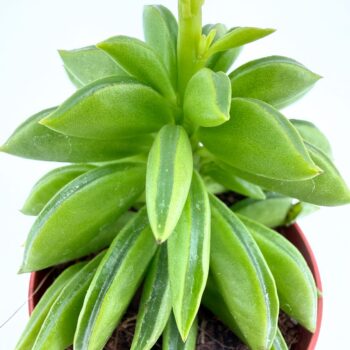 Close-up of Peperomia axillaris Taco Plant showing thick folded succulent leaves shaped like tacos on upright stems