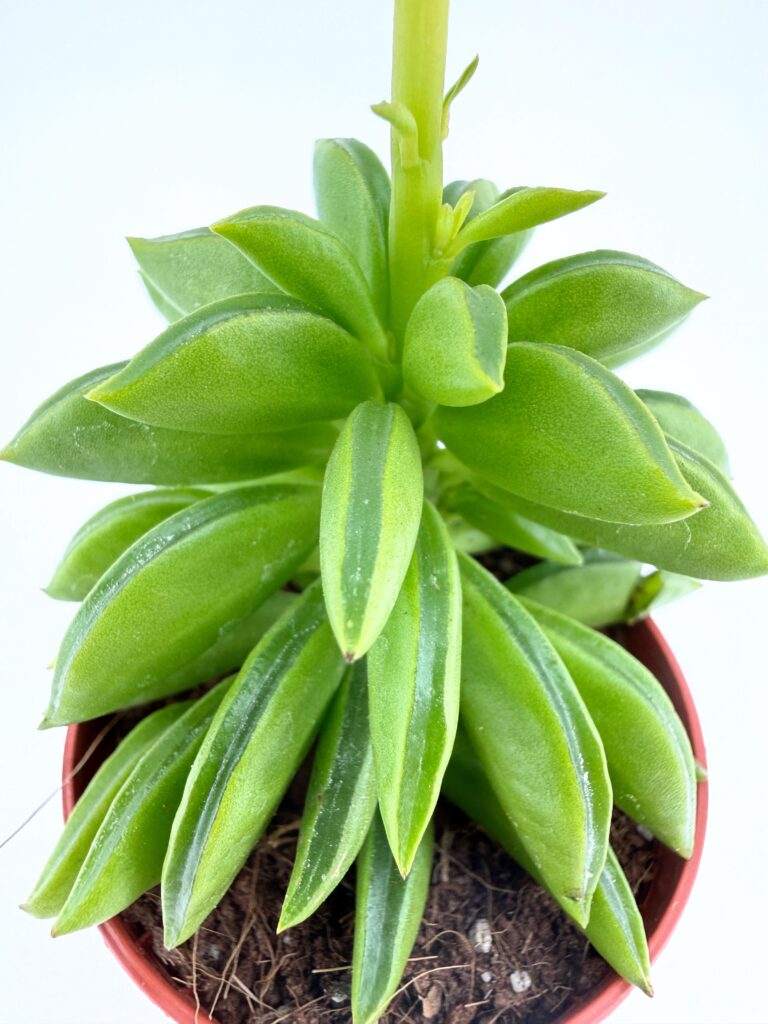 Close-up of Peperomia axillaris Taco Plant showing thick folded succulent leaves shaped like tacos on upright stems