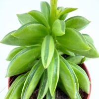 Close-up of Peperomia axillaris Taco Plant showing thick folded succulent leaves shaped like tacos on upright stems