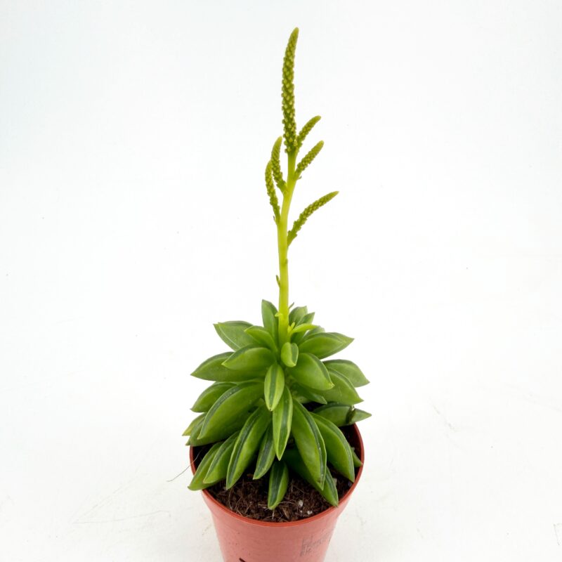 Peperomia axillaris Taco Plant Peperomia axillaris Taco Plant indoor houseplant with compact structure ideal for terrariums and small spaces
