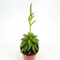 Peperomia axillaris Taco Plant indoor houseplant with compact structure ideal for terrariums and small spaces