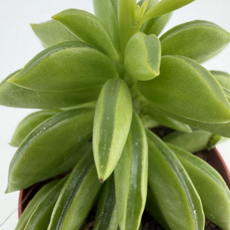 Peperomia axillaris Taco Plant Peperomia axillaris Taco Plant close-up showing textured folded leaves and healthy green growth