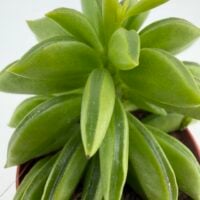 Peperomia axillaris Taco Plant close-up showing textured folded leaves and healthy green growth