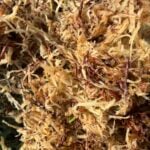 100kg Sphagnum for Charlotte