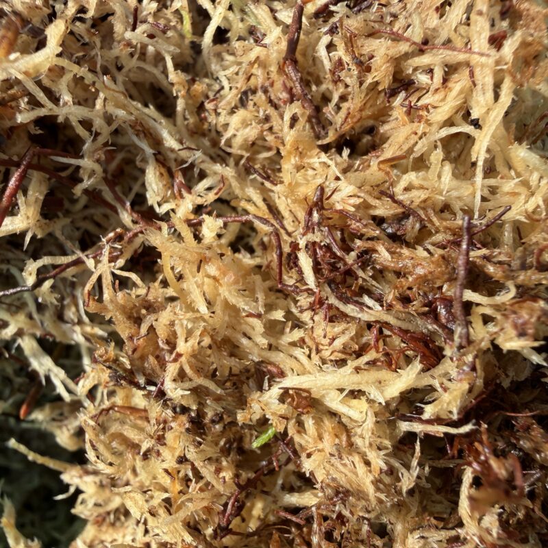 Fresh Live Sphagnum Moss Component Grade - Ideal for Baskets Natural unprocessed sphagnum moss with woodland debris, perfect for lining hanging baskets and festive wreath making