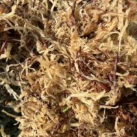 Natural unprocessed sphagnum moss with woodland debris, perfect for lining hanging baskets and festive wreath making