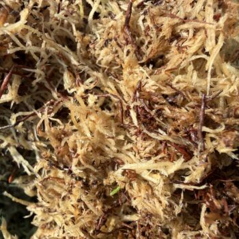 Natural unprocessed sphagnum moss with woodland debris, perfect for lining hanging baskets and festive wreath making