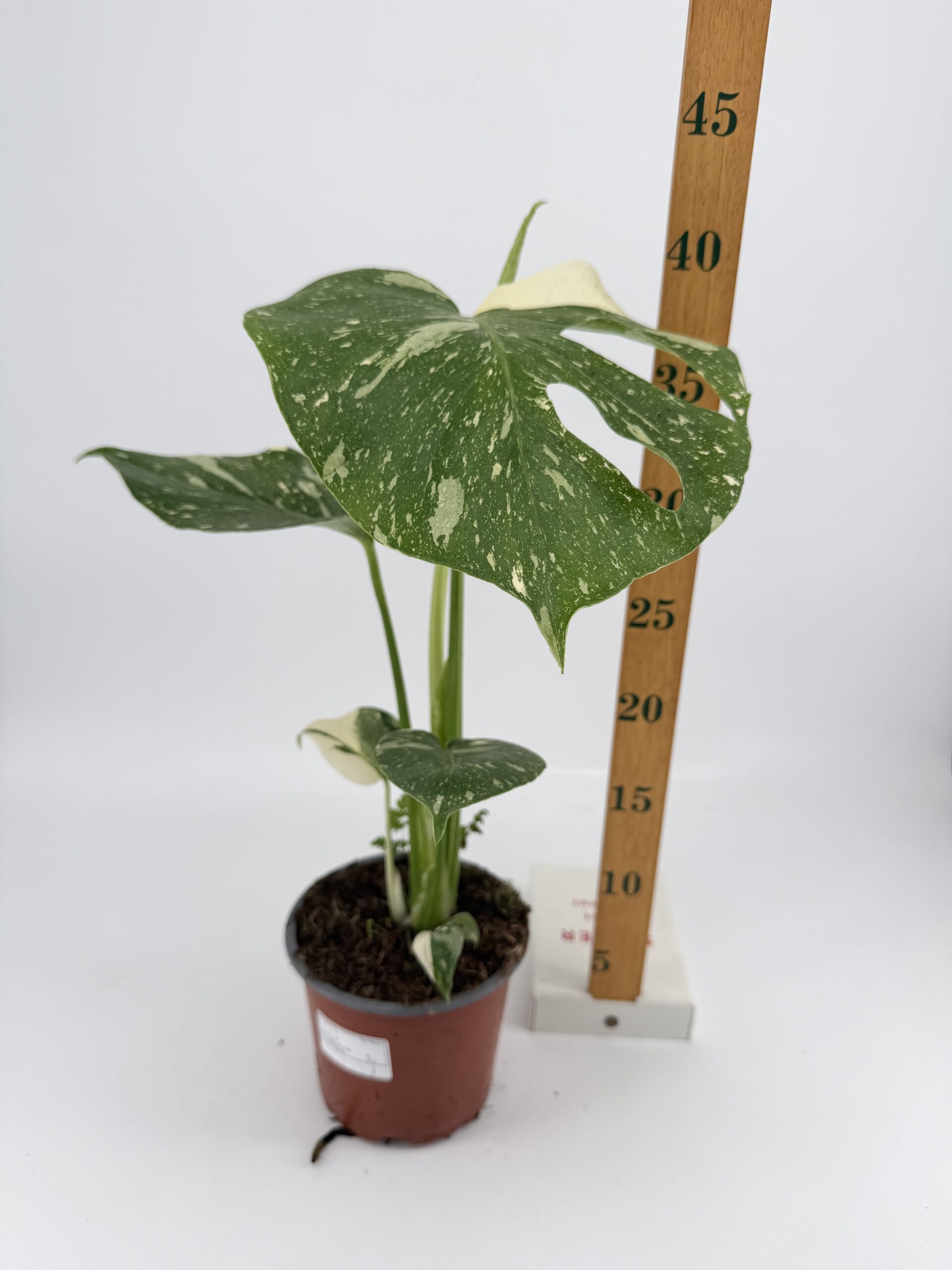 Variegated Monstera Thai Constellation indoor plant