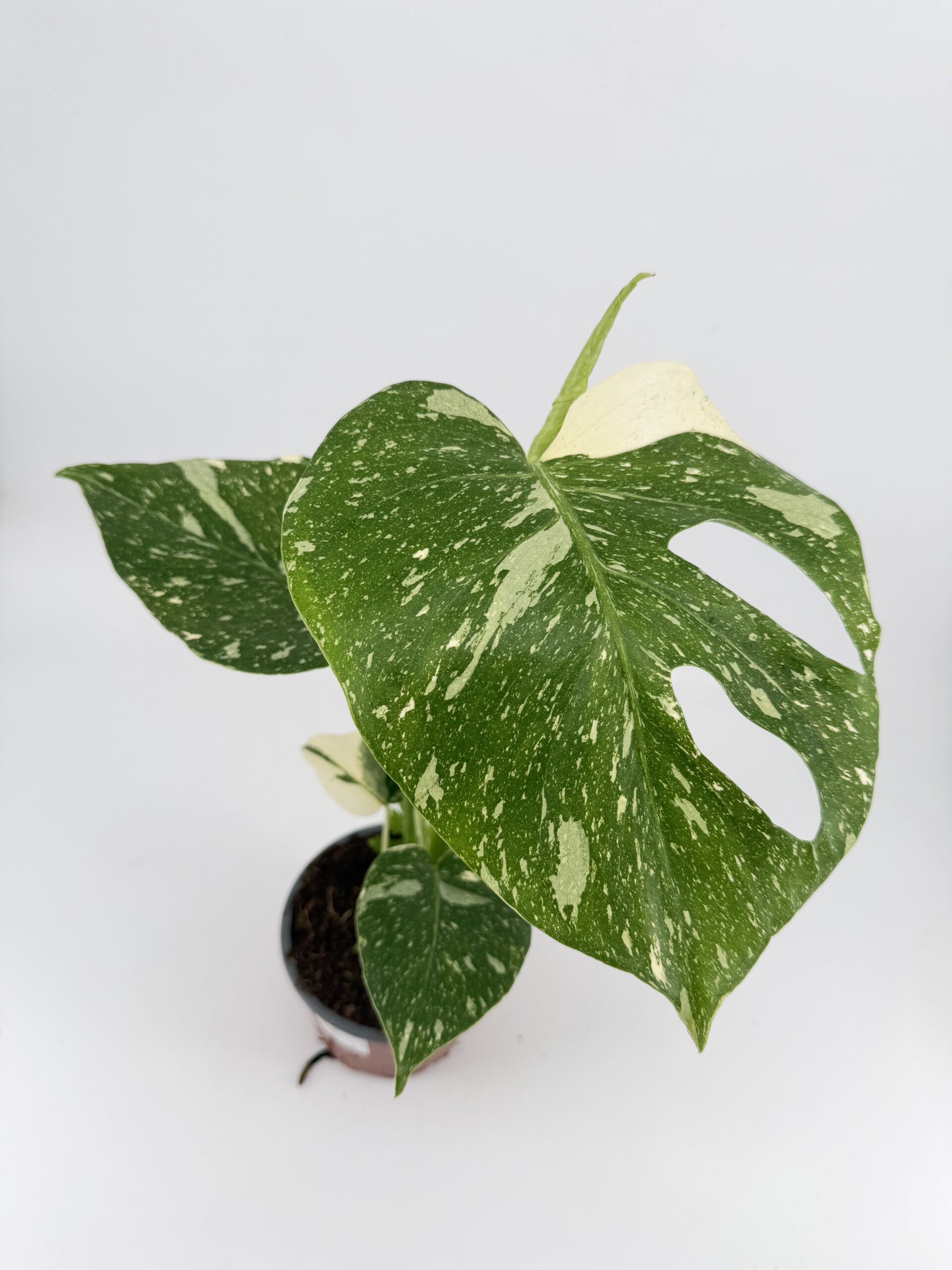 Monstera Thai Constellation variegated houseplant in nursery pot