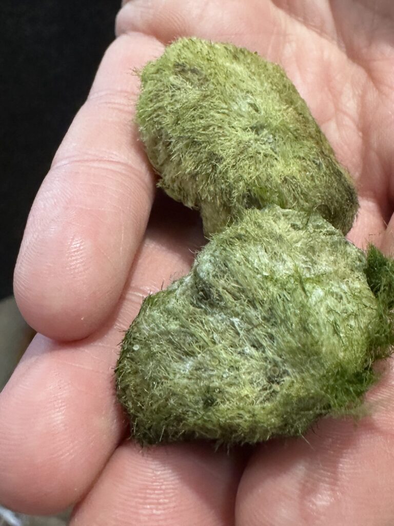 pale marimo moss ball dried out showing light colour and dehydration signs