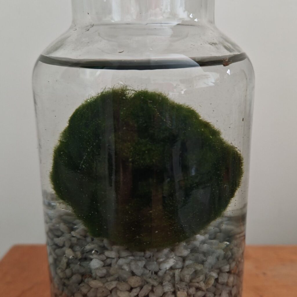 Image #1 from Alison M.