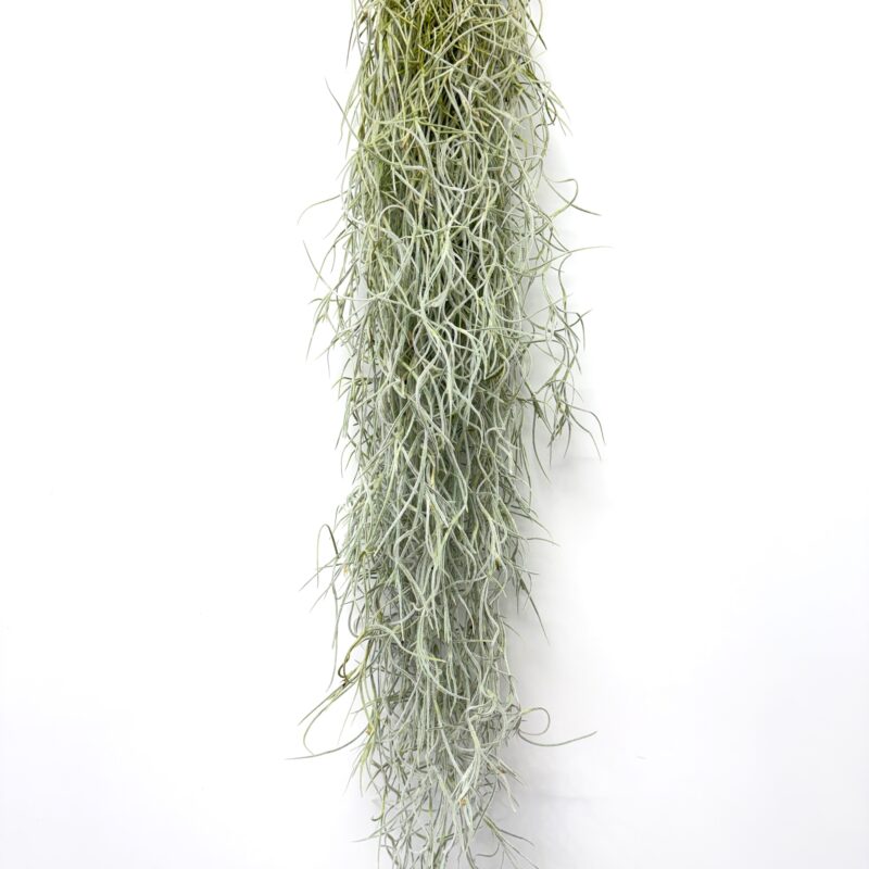 Spanish Moss Air Plant Tillandsia usneoides with cascading silver foliage for terrariums and home décor. Spanish Moss Air Plant Tillandsia usneoides hanging with long trailing silver-green foliage on a white background.